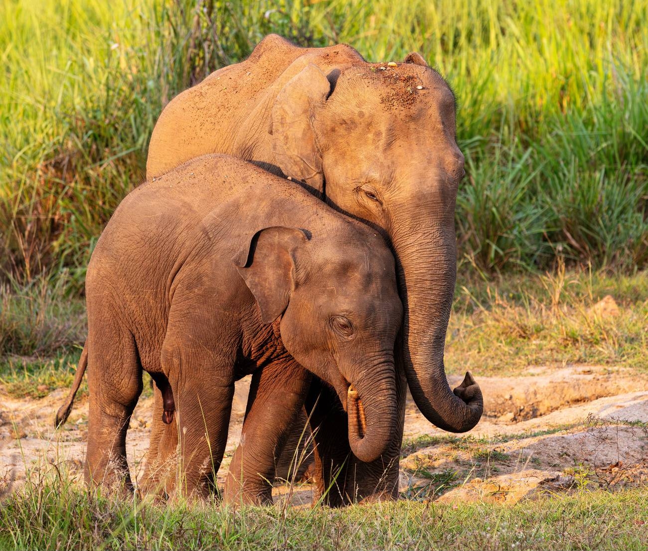 Classic Tour Sri Lanka 14 Nights 8